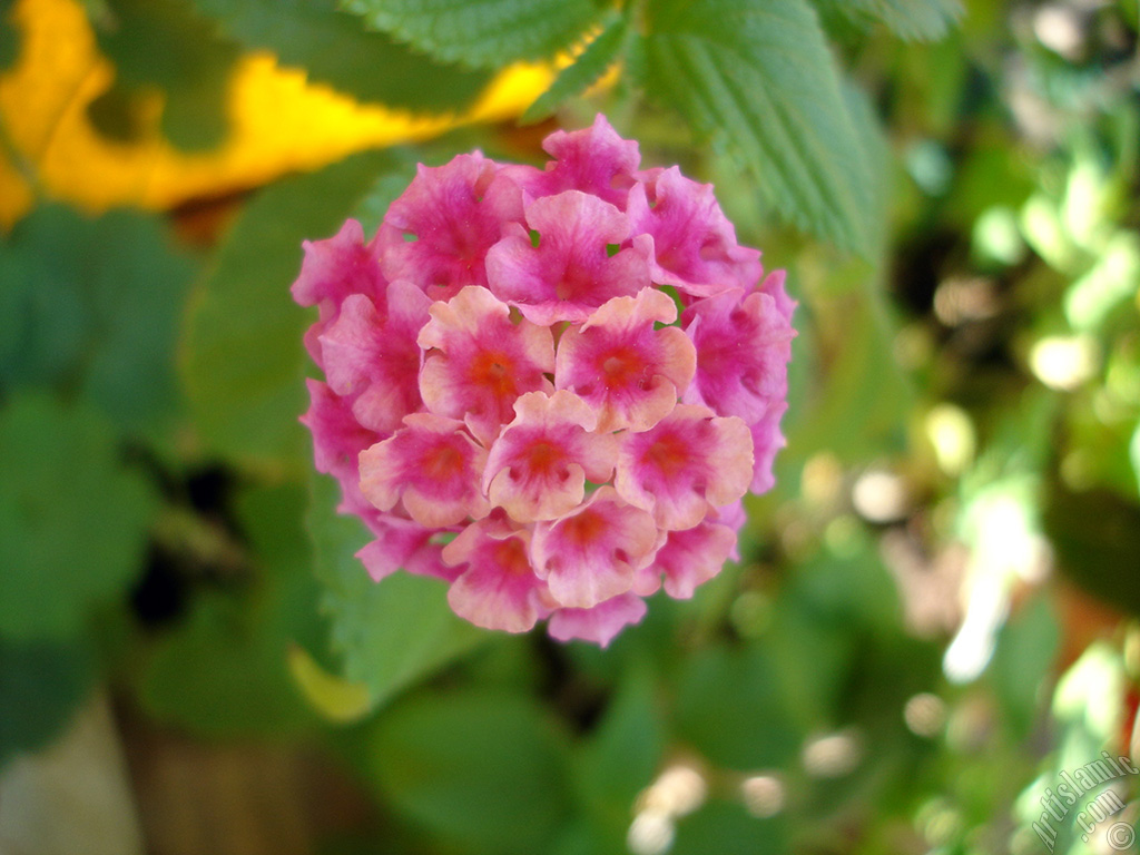 Lantana camara -bush lantana- flower.
