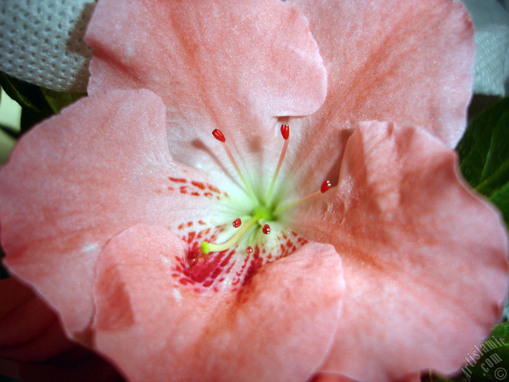 Pink color Azalea -Rhododendron- flower.

