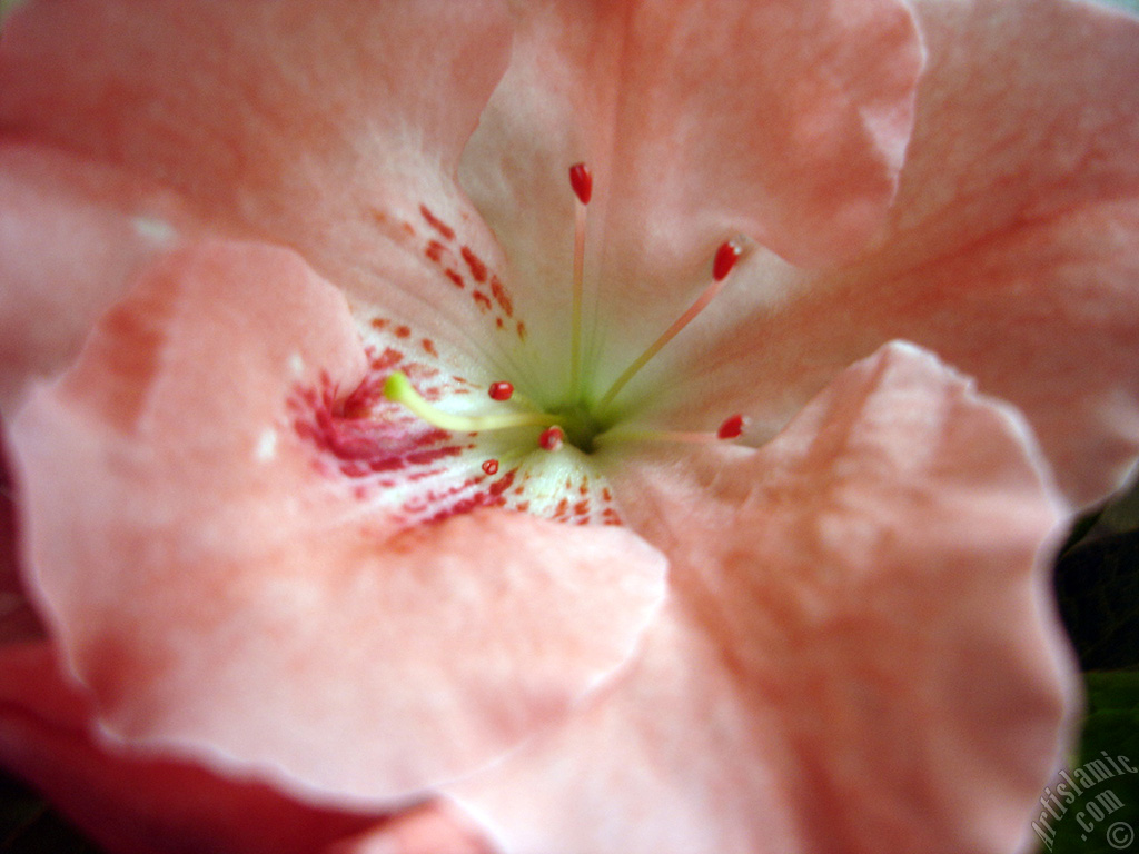 Pink color Azalea -Rhododendron- flower.
