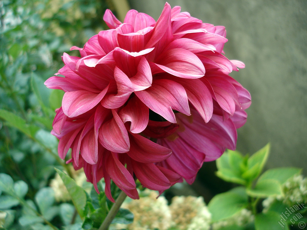 Dahlia flower.
