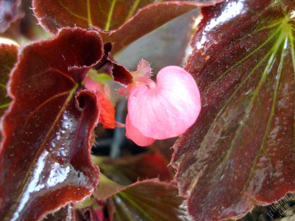 Wax Begonia -Bedding Begonia- with pink flowers and brown leaves.
