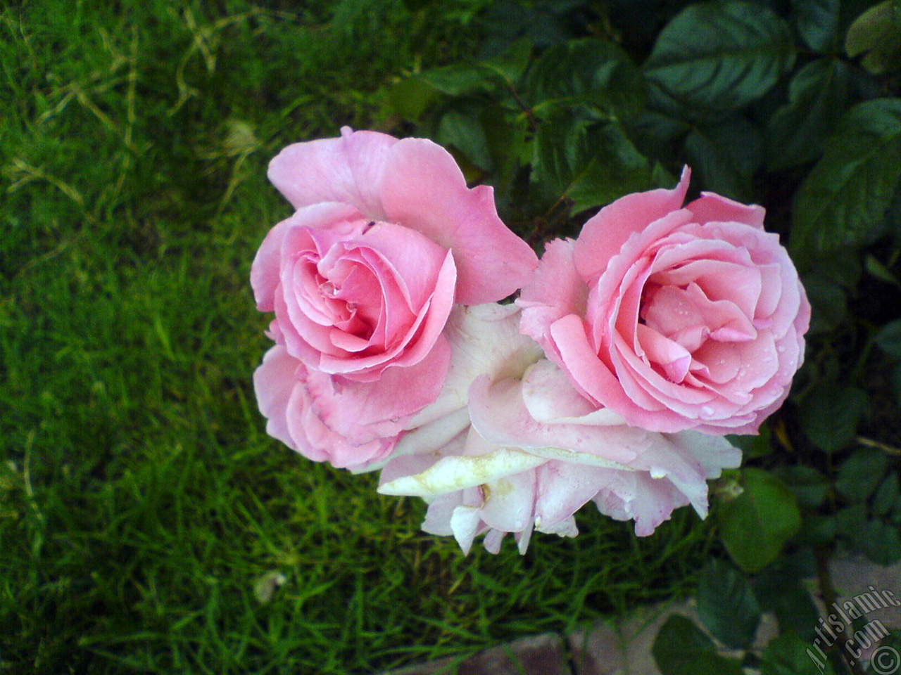 Pink rose photo.
