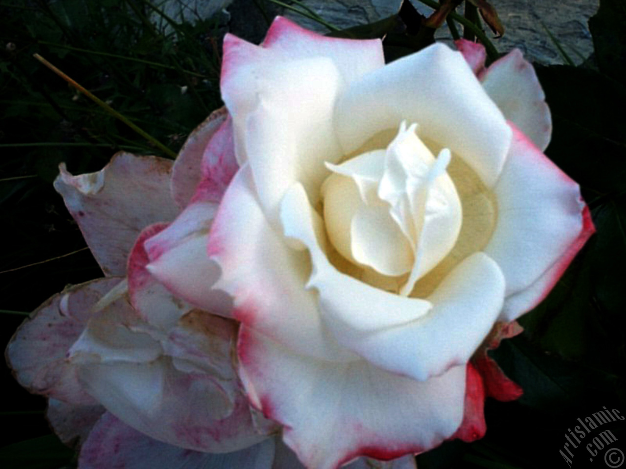 Variegated (mottled) rose photo.
