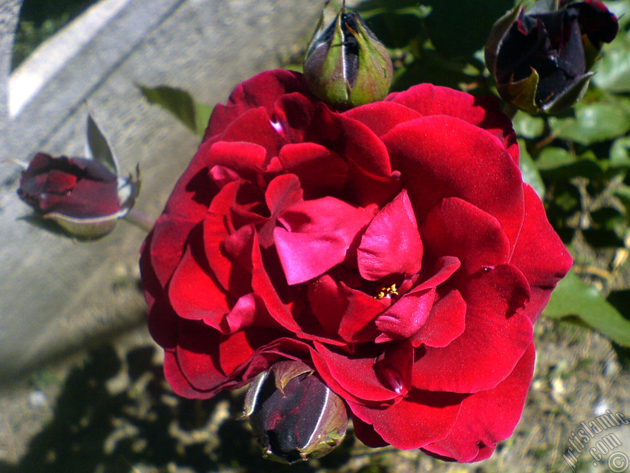Burgundy Color rose photo.
