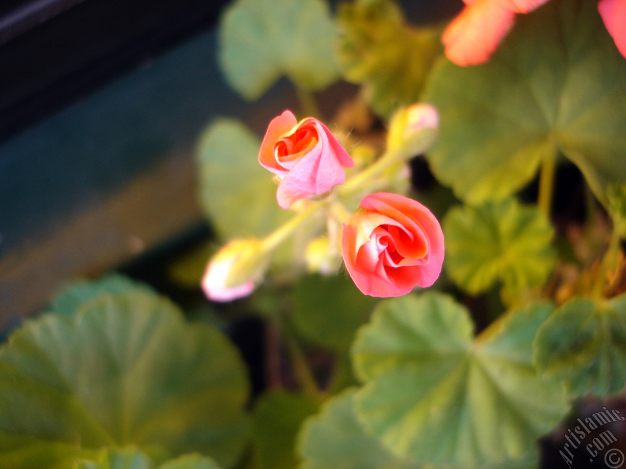 Newly coming out pink color Pelargonia -Geranium- flower.
