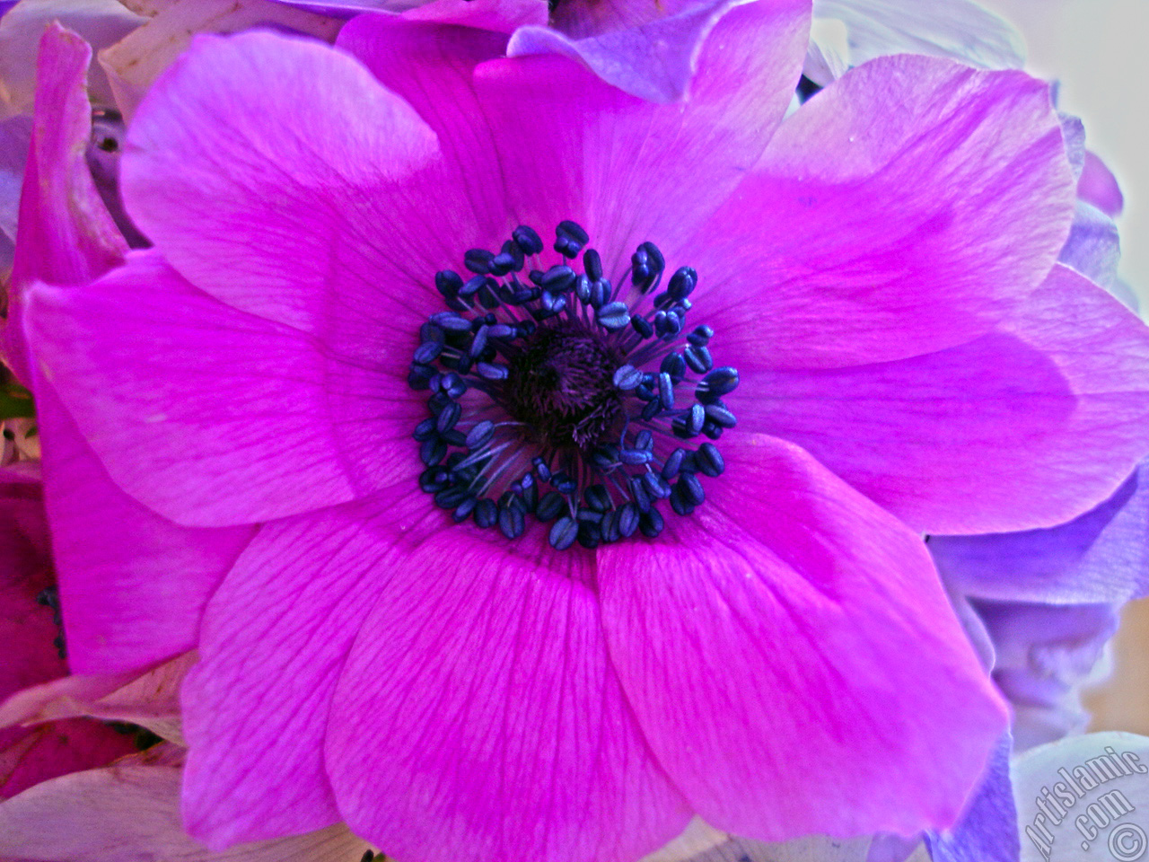 A bouquet consisting of purple flowers.
