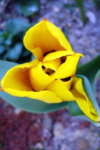 A mobile wallpaper and MMS picture for Apple iPhone 7s, 6s, 5s, 4s, Plus, iPods, iPads, New iPads, Samsung Galaxy S Series and Notes, Sony Ericsson Xperia, LG Mobile Phones, Tablets and Devices: Yellow color Turkish-Ottoman Tulip photo.

