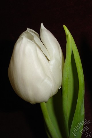 A mobile wallpaper and MMS picture for Apple iPhone 7s, 6s, 5s, 4s, Plus, iPods, iPads, New iPads, Samsung Galaxy S Series and Notes, Sony Ericsson Xperia, LG Mobile Phones, Tablets and Devices: White color Turkish-Ottoman Tulip photo.
