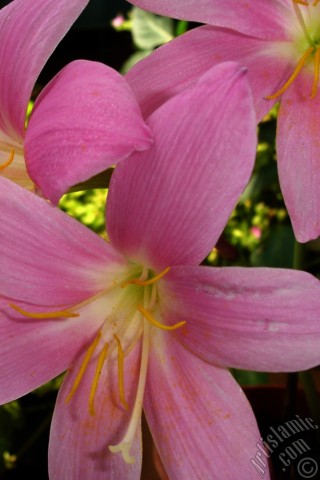 A mobile wallpaper and MMS picture for Apple iPhone 7s, 6s, 5s, 4s, Plus, iPods, iPads, New iPads, Samsung Galaxy S Series and Notes, Sony Ericsson Xperia, LG Mobile Phones, Tablets and Devices: Pink color flower similar to lily.
