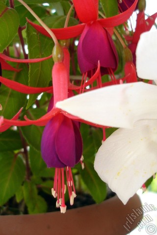 A mobile wallpaper and MMS picture for Apple iPhone 7s, 6s, 5s, 4s, Plus, iPods, iPads, New iPads, Samsung Galaxy S Series and Notes, Sony Ericsson Xperia, LG Mobile Phones, Tablets and Devices: Red and purple color Fuchsia Hybrid flower.
