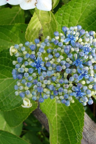 A mobile wallpaper and MMS picture for Apple iPhone 7s, 6s, 5s, 4s, Plus, iPods, iPads, New iPads, Samsung Galaxy S Series and Notes, Sony Ericsson Xperia, LG Mobile Phones, Tablets and Devices: Light blue color Hydrangea -Hortensia- flower.
