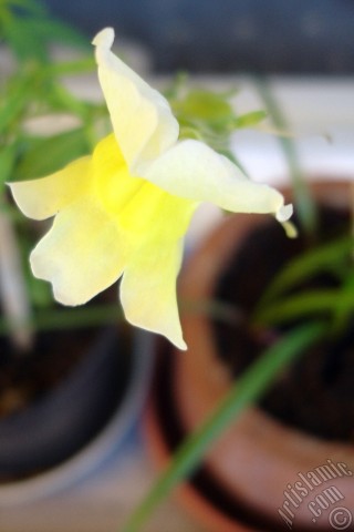 A mobile wallpaper and MMS picture for Apple iPhone 7s, 6s, 5s, 4s, Plus, iPods, iPads, New iPads, Samsung Galaxy S Series and Notes, Sony Ericsson Xperia, LG Mobile Phones, Tablets and Devices: Yellow Snapdragon flower.
